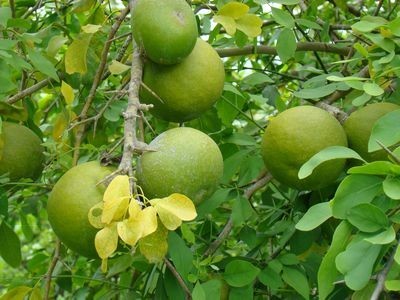 Aegle Marmelos
