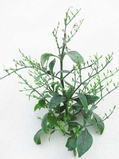 Andrographis Paniculata