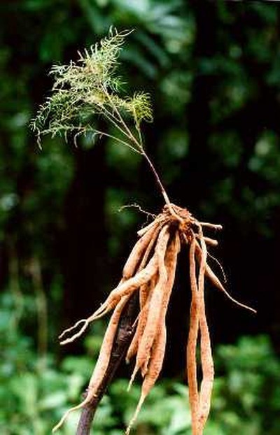Asparagus Racemosus