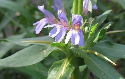 Astercantha Longifolia