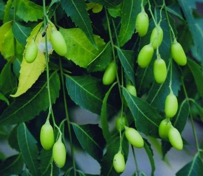 Azadirachta Indica