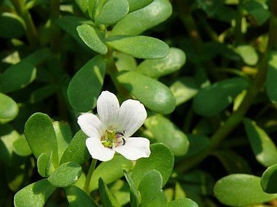 Bacopa Monnieri