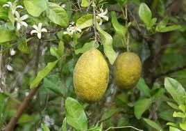 Citrus Medica