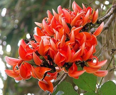 Butea Frundosa