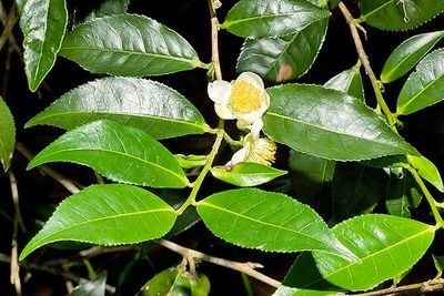 Camellia Sinensis