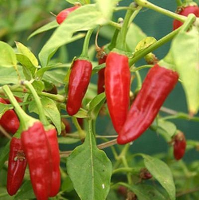 Capsicum Annum