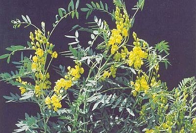 Cassia Augustifolia