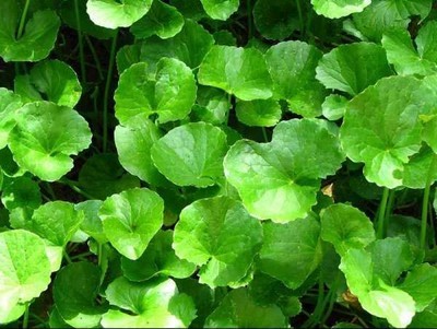 Centella Asiatica