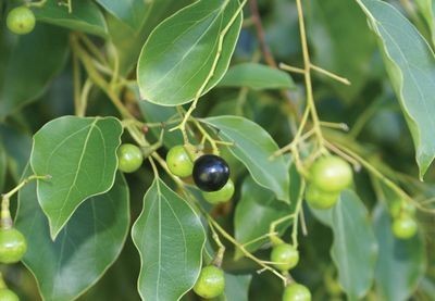 Cinnamomum Camphora