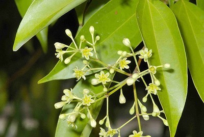 Cinamomum Tamala