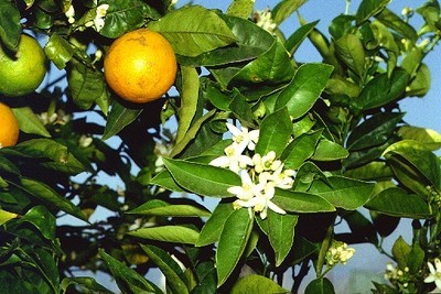 Citrus Sinensis