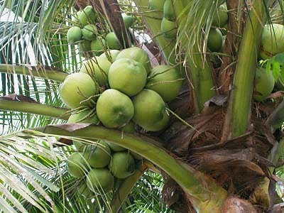 Cocos Nucifera