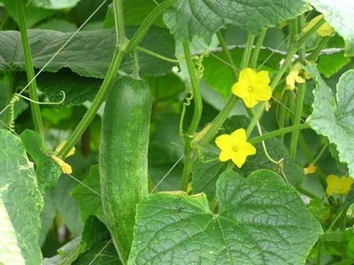 Cucumis Sativus