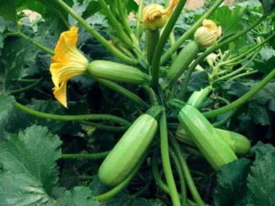 Cucurbita Pepo