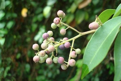 Embelia Ribes