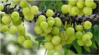 Emblica Officinalis
