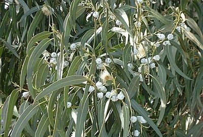 Eucalyptus Globules