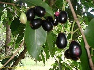 Eugenia Jambolana