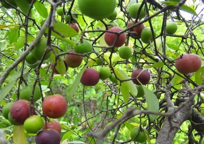 Garcinia Indica