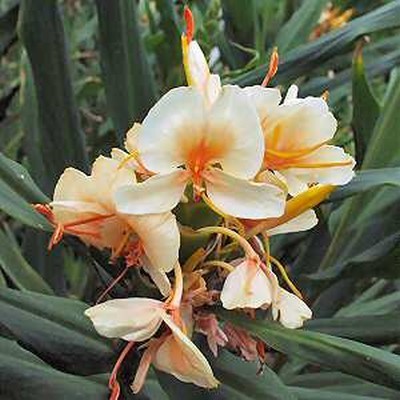 Hedychium Spicatum