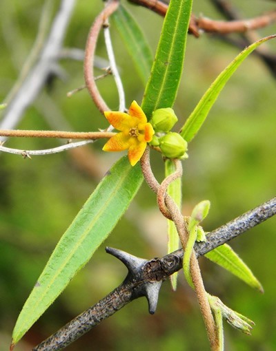 Hemidesmus Indicus