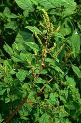 Amaranthus Spinosus