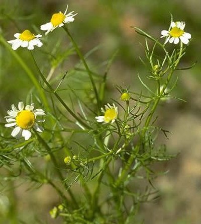 Matricaria Chamomilla