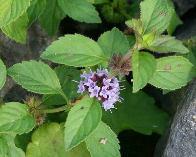 Mentha Arvensis
