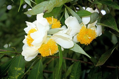 Mesua Ferrea