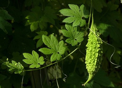 Momordica Charantia