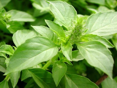 Ocimum Sanctum