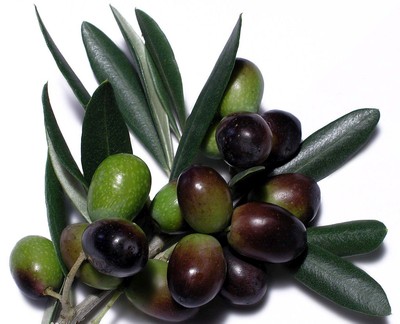 Olea Europoea