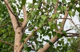 Ficus Religiosa