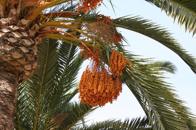 Phoenix Dactylifera