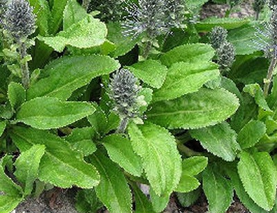 Picrorhiza Kurroa
