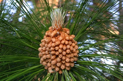 Pinus Roxburghii