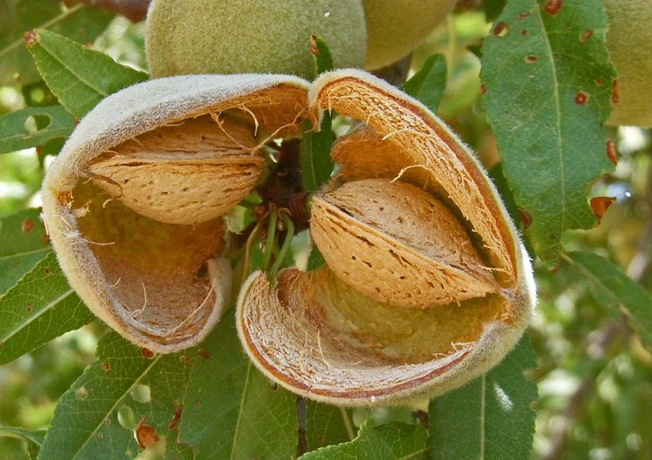 Prunus Amygdalus