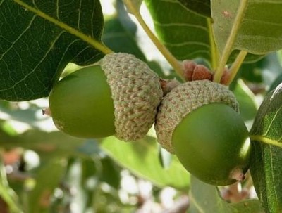 Quercus Infectoria