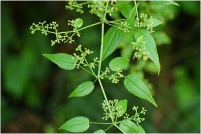 Rubia Cordifolia