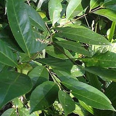 Salacia Reticulata