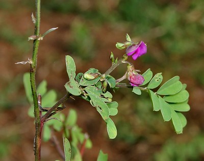 Tephrosia Purpurea