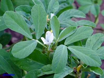 Trigonella Foenum Graecum