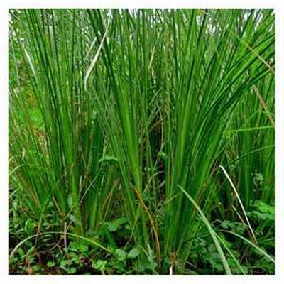 Vetiveria Zizanioides