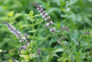 Mentha Piperata 