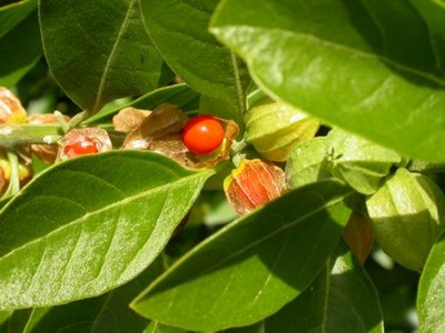 Withania Somnifera