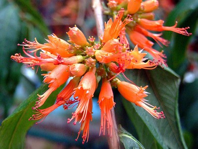 Woodfordia Fruticosa