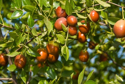 Zizyphus Jujube