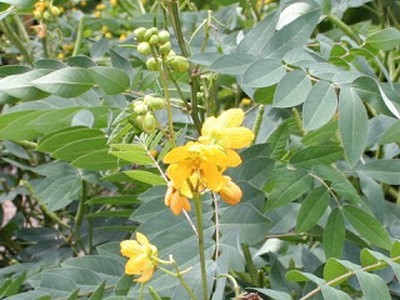 Cassia Occidentalis
