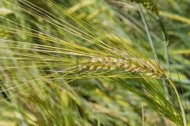 Triticum Vulgare