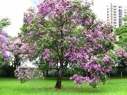 Bauhinia Variegate